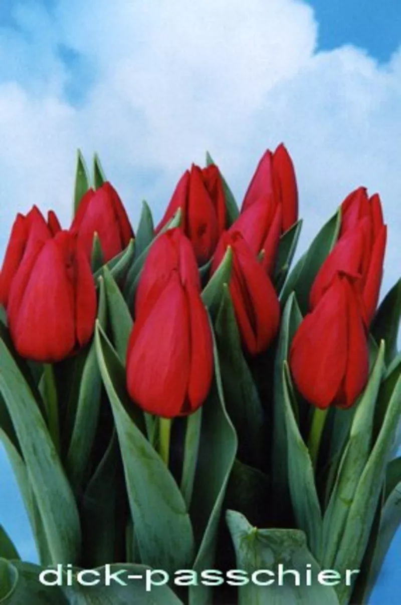 Тюльпаны оптом и в розницу к 8 марта 11