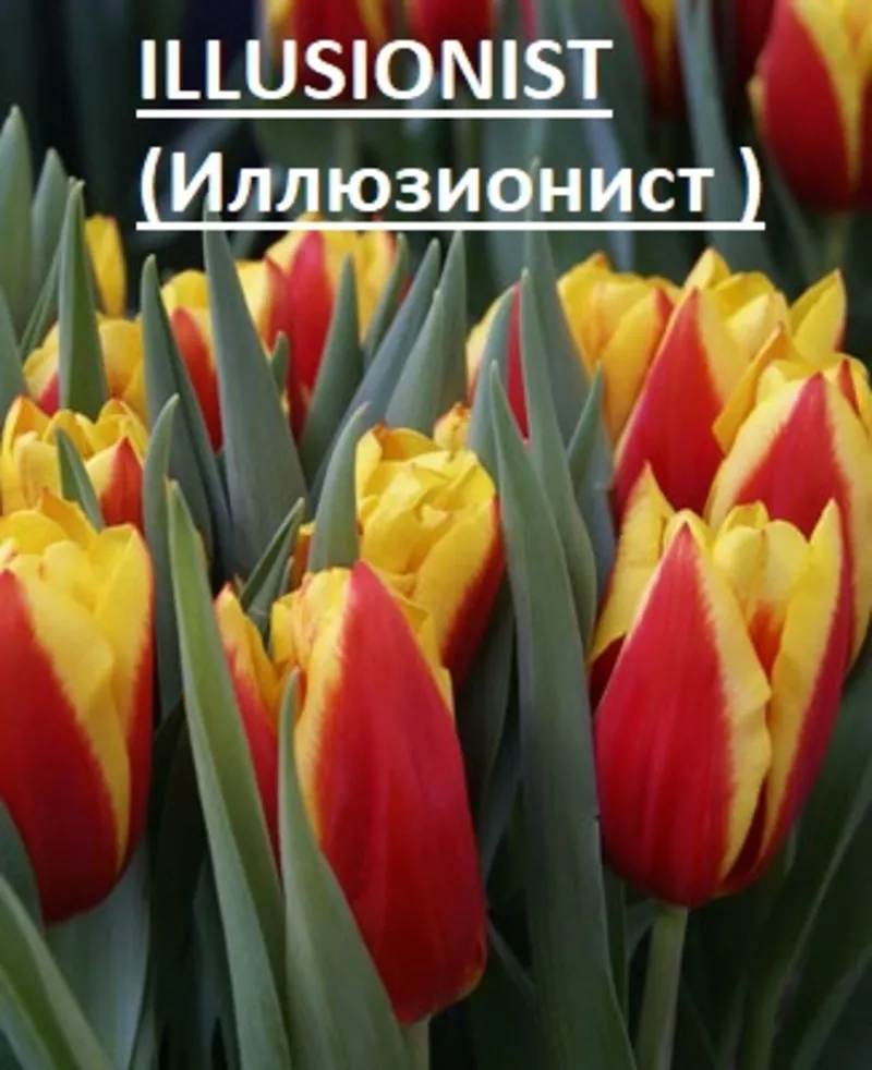Цветы тюльпаны на 8 марта,  20 сортов 8