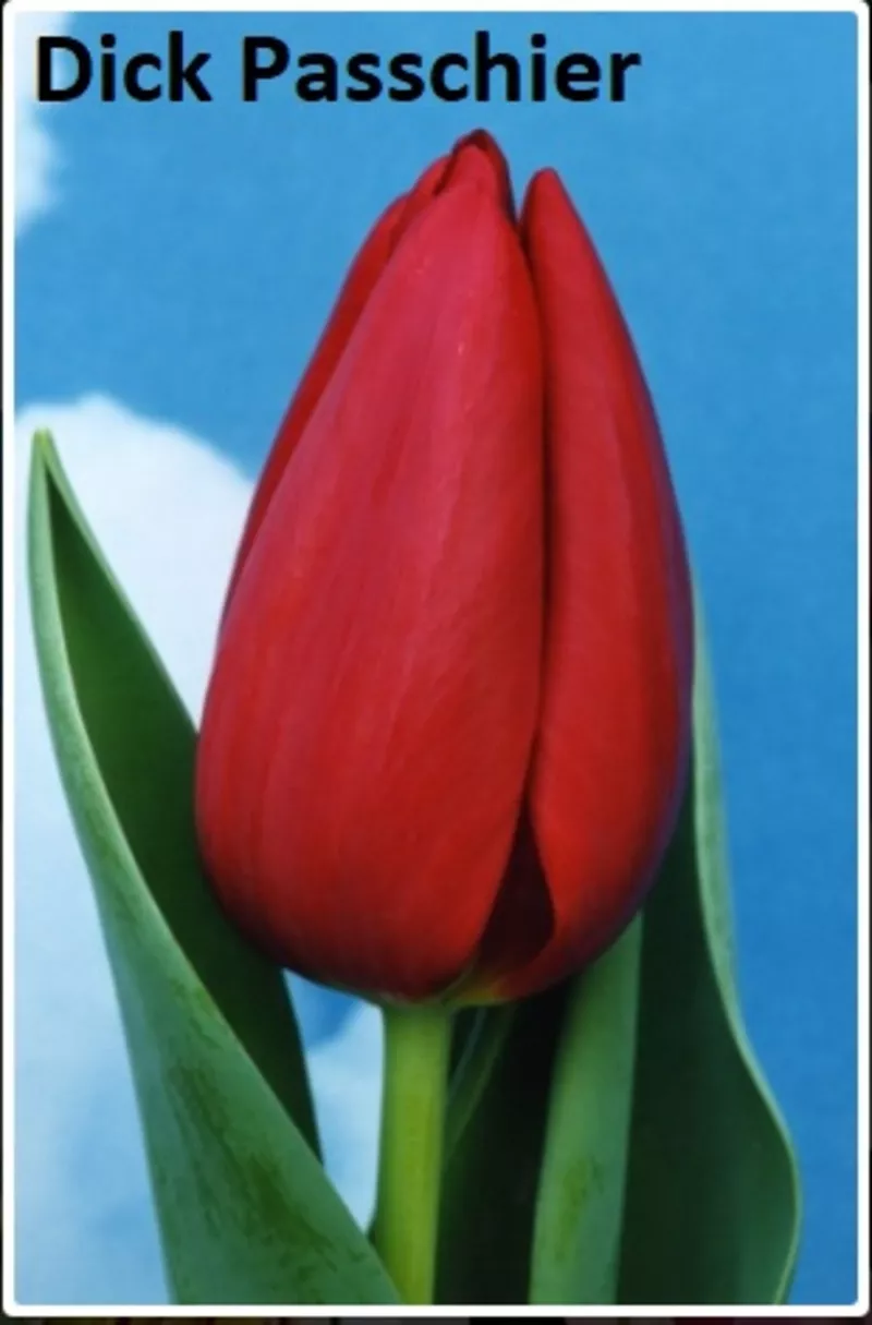Цветы тюльпаны на 8 марта,  20 сортов 9