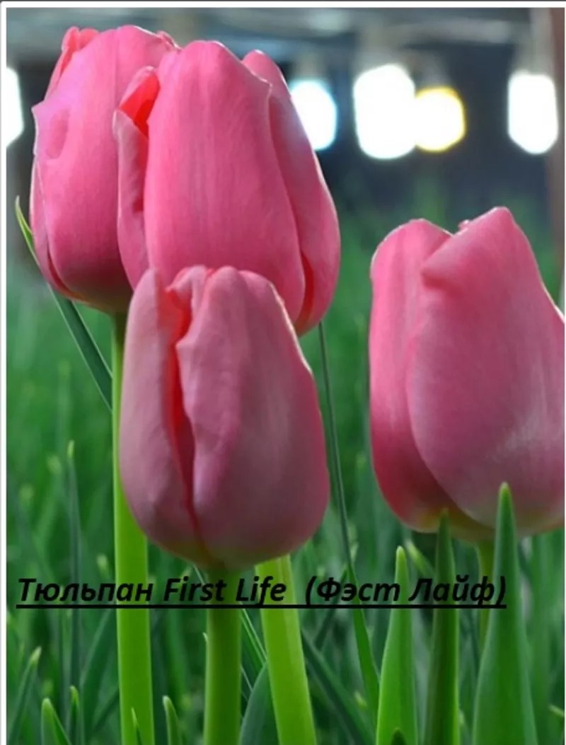 Цветы тюльпаны на 8 марта,  20 сортов 12