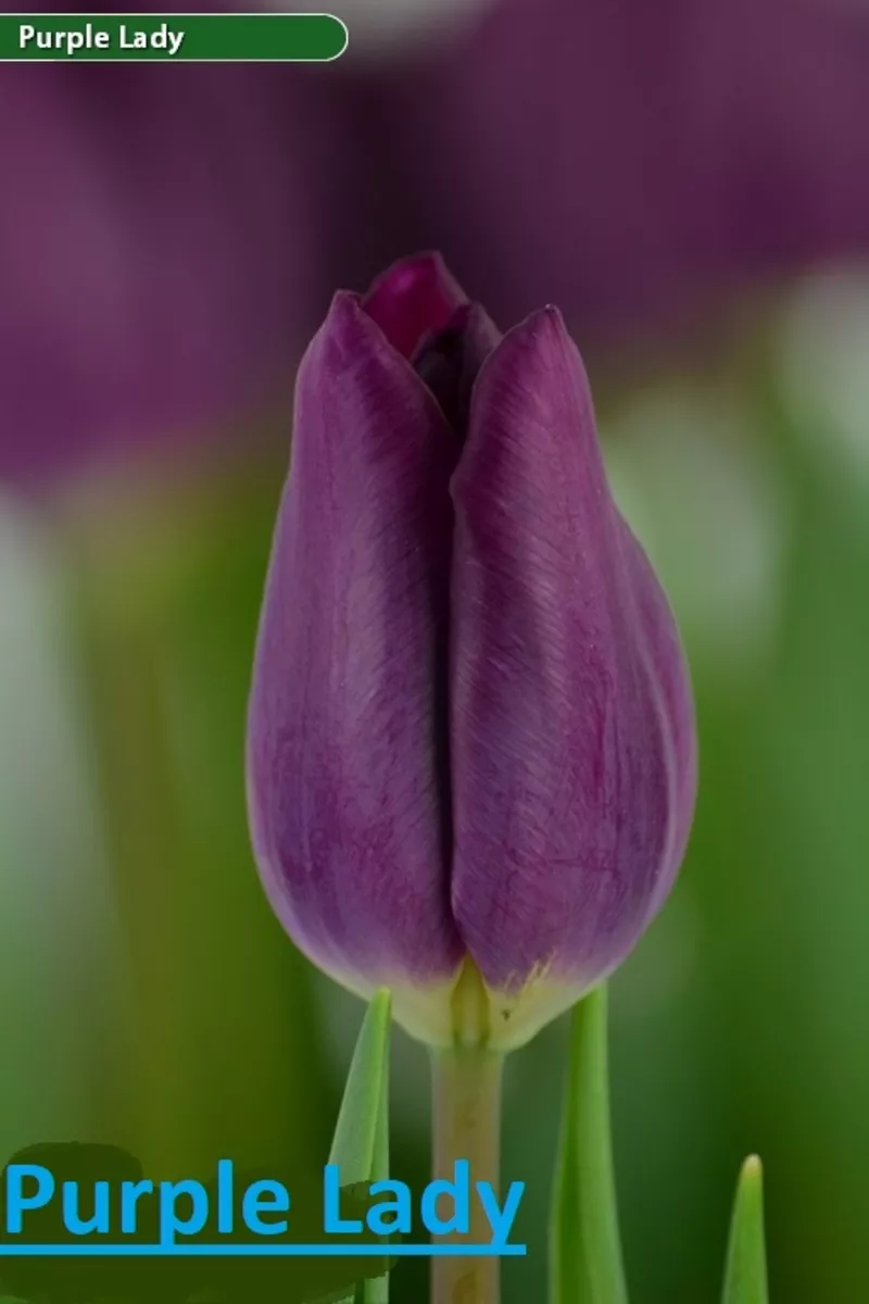 Цветы тюльпаны на 8 марта,  20 сортов 13